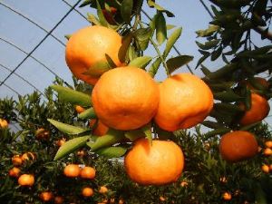 Da li ćelijske vrećice mandarine imaju ikakav uticaj na zdravlje srca?